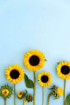 Sunflowers on a blue background