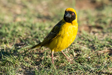 Tisserin intermédiaire,.Ploceus intermedius, Lesser Masked Weaver