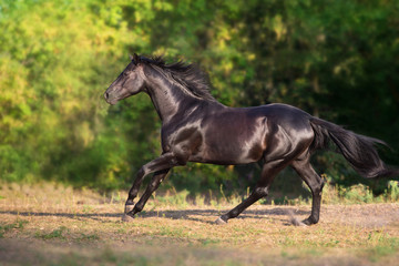 Obraz na płótnie Canvas Black stallion run gallop on summer field