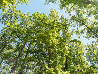 Chênes pédonculés - chênes blancs - chênes européens (Quercus robur)