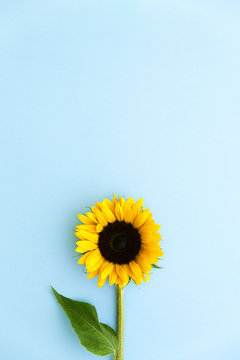Sunflower on blue