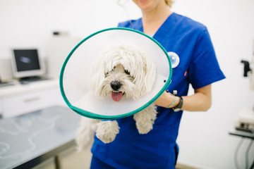 Veterinarian holding cute white dog