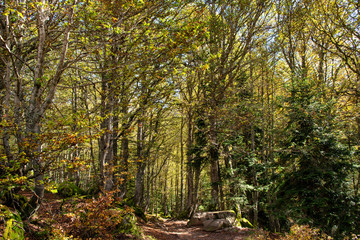 Trail, path in the forest. Calm day