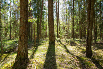 Fototapeta premium Spring, nature, spring forest, fields, lakes and rivers.