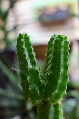 closeup of a cucumber