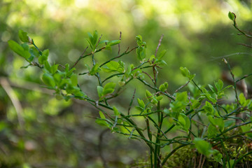 Spring, nature, spring forest, fields, lakes and rivers.
