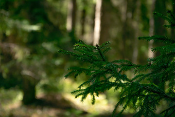 Spring, nature, spring forest, fields, lakes and rivers.