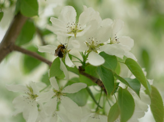 bee on flower