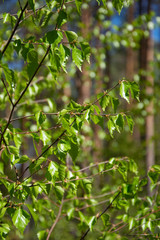 Spring, nature, spring forest, fields, lakes and rivers.