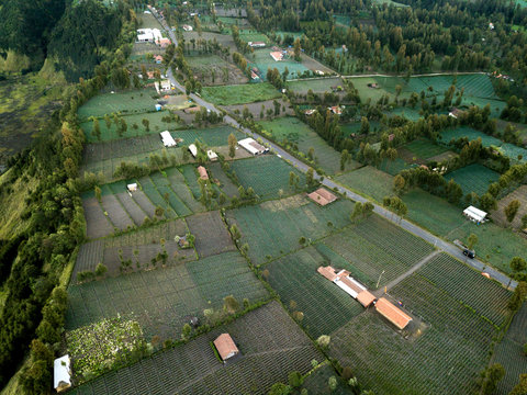 Vegetable gardens