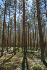 Spring, nature, spring forest, fields, lakes and rivers.