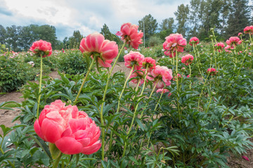 Peony flower garden