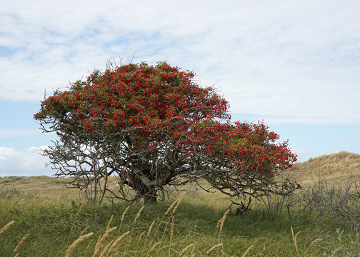 Hawthorn tree with berries at the end of summer