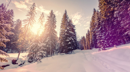 Winter landscape with spruce forest