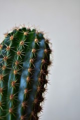 cactus in front of white background