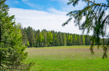 Spring, nature, spring forest, fields, lakes and rivers.