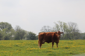 tan female cow in a grassy field