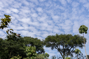 Clouds with the trees