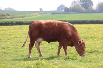 tan female cow in a green farmers field