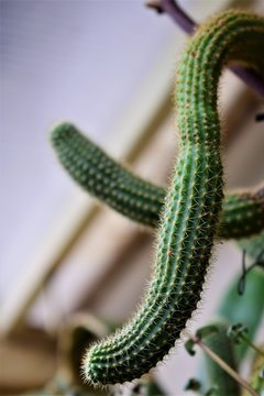 green snake