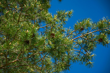 Spring, nature, spring forest, fields, lakes and rivers.