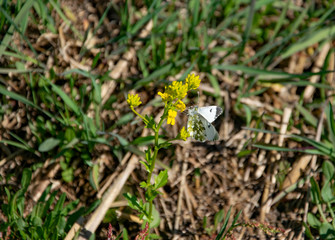 Spring, nature, spring forest, fields, lakes and rivers.