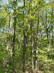 Chênes pédonculés - chênes blancs - chênes européens (Quercus robur)