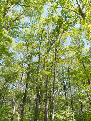 Fototapeta premium hênes pédonculés - chênes blancs - chênes européens (Quercus robur)
