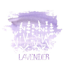Lavender field pattern on purple stain isolated on white background. Watercolour hand drawn flowers.