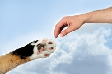 the cat's foot and the hand of a man as an analogue of the picture The Creation of Adam,...