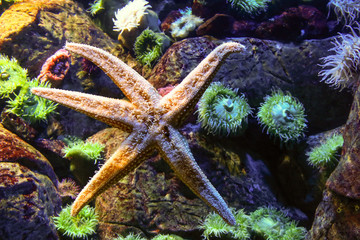 Colorful coral reef underwater