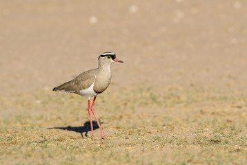 Crowned Lapwing - Vanellus coronatus, beautiful bird from African savannas and swamps, Etosha National Park, Namibia.