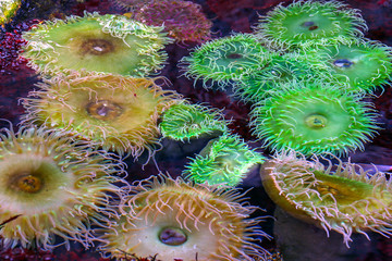 Colorful coral reef underwater
