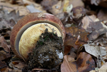Young, very tasty edible mushroom Boletus pinophilus growing in the deciduous forest under beech. Also  known as the pine bolete or pinewood king bolete. Natural environment.