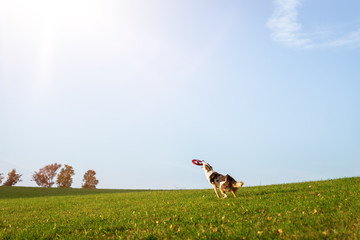 Hund fängt ein Frisbee auf einer Wiese, Discdogging oder Dog frisbee
