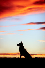 Hund im Profil vor einem Himmel bei Dämmerung, Silhouette