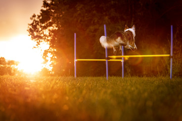 Hund springt bei Sonnenuntergang über Hürden, Agility in der Natur