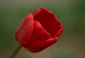 red tulip