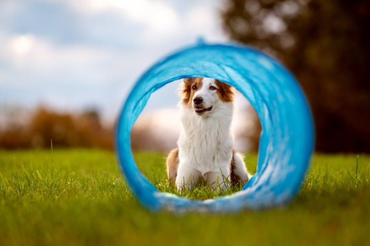 S&uuml;&szlig;er Hund liegt vor einem Tunnel oder R&ouml;hre, Agility und Parcours
