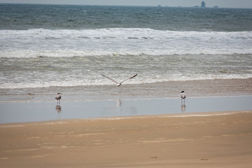 Awesome view of couple of bird standing & one bird start flaying above sea beach in sunny day.