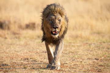 Fototapeta na wymiar Lone lion male walking through dry brown grass hunt for food