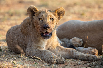 Young lioness lying down in shade to rest after feeding