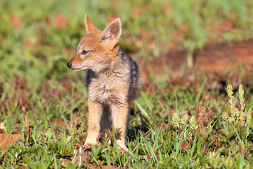 Lone Black Backed Jackal pup standing in short green grass to explore the world