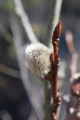 Bazie wiosenne © Pawe