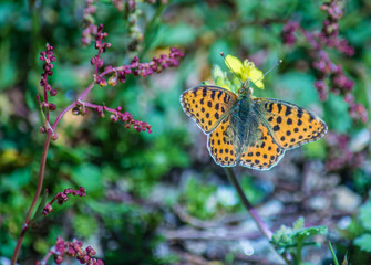The Queen of Spain fritillary is a butterfly of the family Nymphalidae.