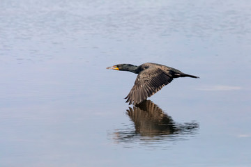 Down on the Deck - A cormorant is reflected on the water it is flying just above at Ding Darling National Wildlife Refuge on Sanibel Island, Florida.
