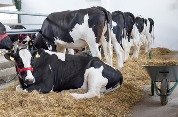 Holstein cattle in stable