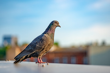 Pigeon on roof of building. Close up shot of beautiful pigeon bird standing on roof of house, with sky as background.