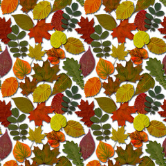 Fall leaves seamless pattern background. Autumn leaf colorful foliage.