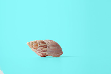 Seashell With turquoise background